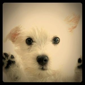 Meet your Posher, Lee